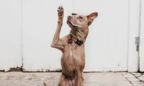 Perro feliz