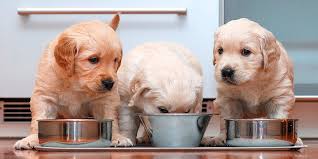 Educación del cachorro