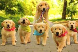 Educación del cachorro